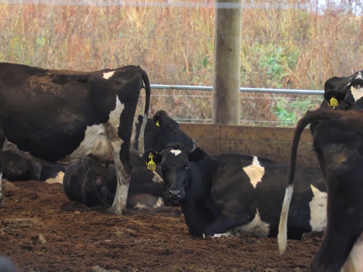 CowBreedsinNewZealandforDairyFarming ezgif.com avif to jpg converter