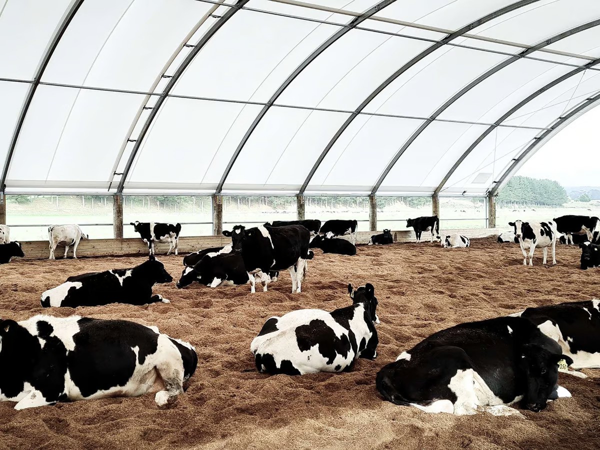 CowBreedsinNewZealandforDairyFarmingpart2 1avif ezgif.com avif to jpg converter