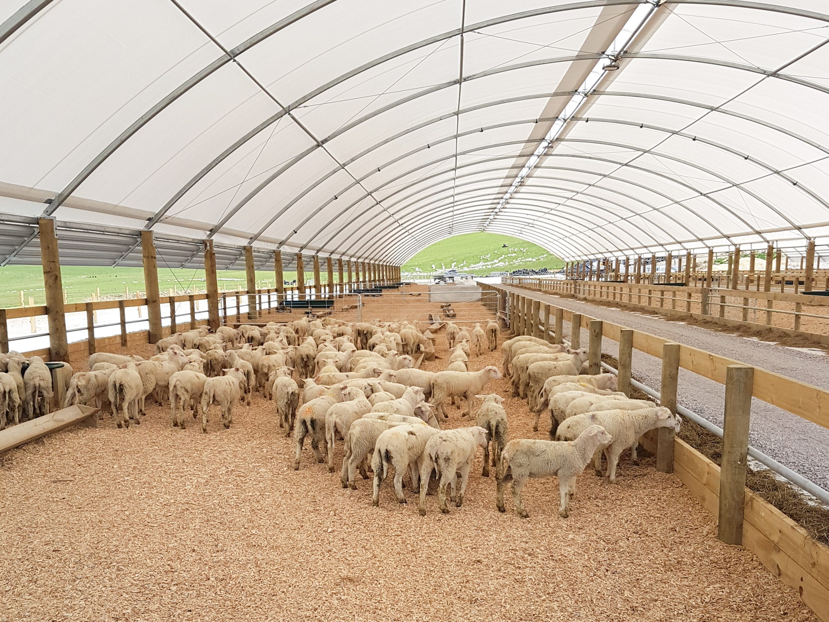 Edited   Spring Sheep 145421