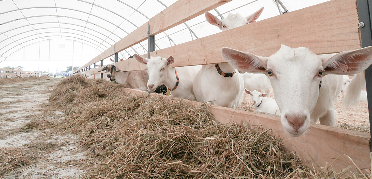 Dairy Goat Shed