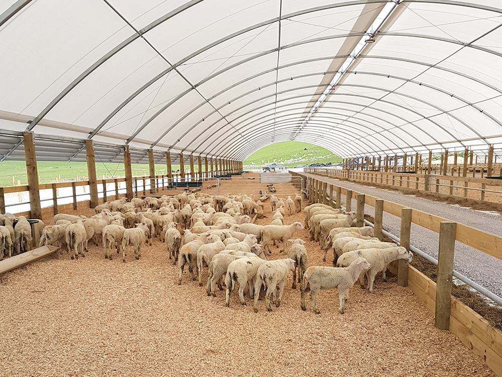 Dairy Sheep Shed