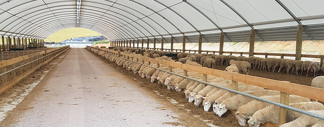 Dairy Sheep Shed