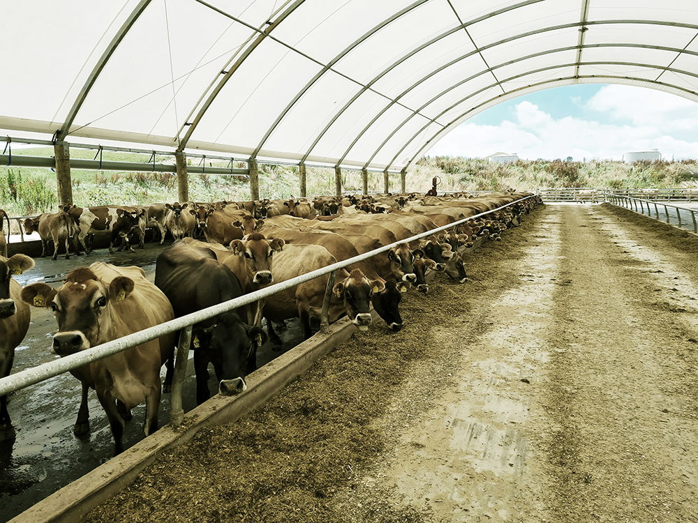 Covered feedpad
