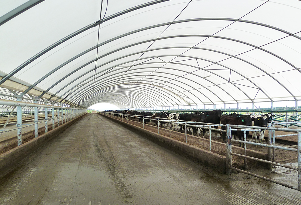 Free stall barn