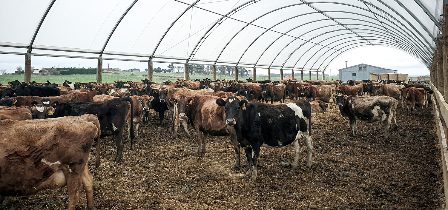Covered stand off pad for dairy cows