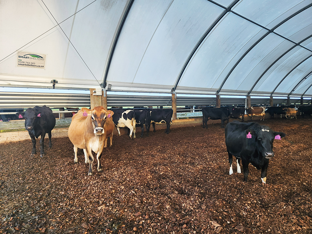 Dairy Wintering barn