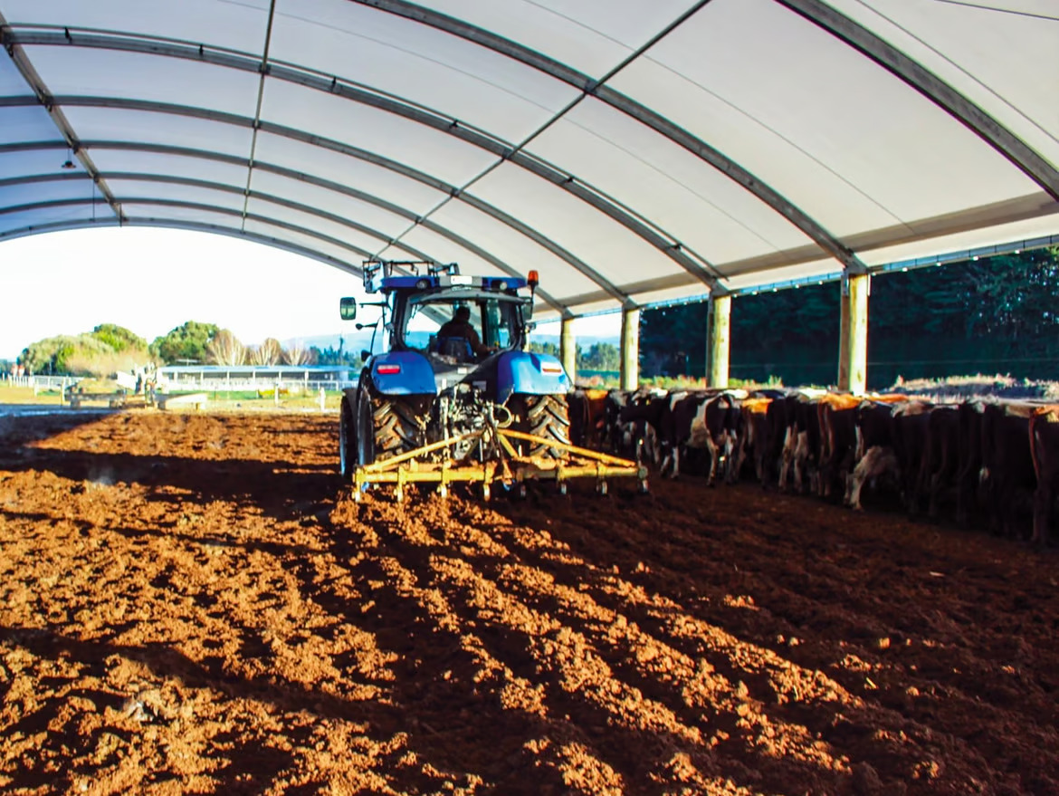 How to maintain your shelters for dairy cows