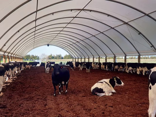 Keeping cows cool – how important are shade and sprinklers in summer