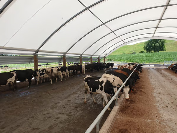 Keeping cows cool – how important are shade and sprinklers in summer5