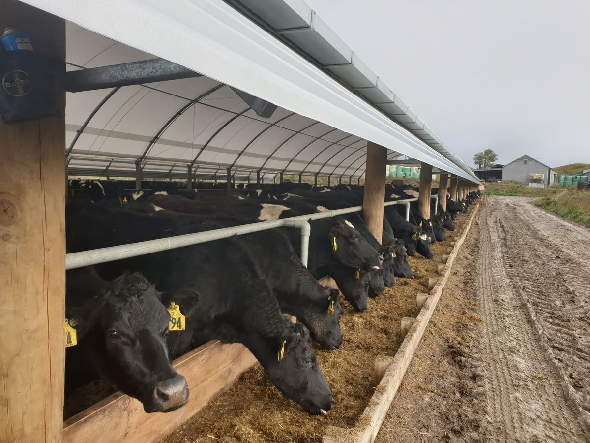 Managing the feed and nutrition of your dairy herd