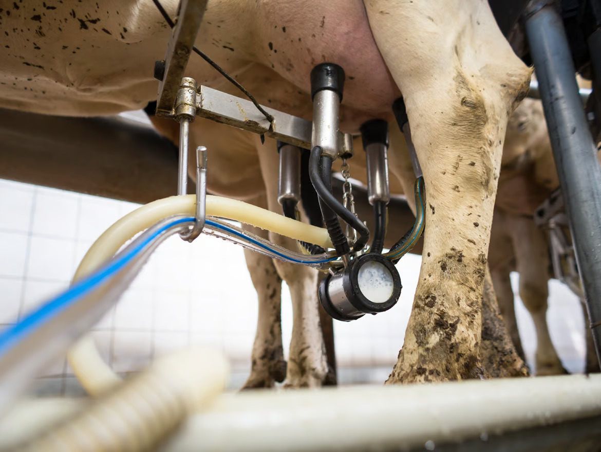 Milk yields in dairy cows