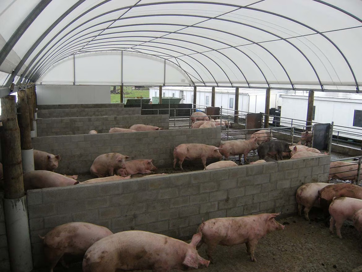 Pig farming in New Zealand