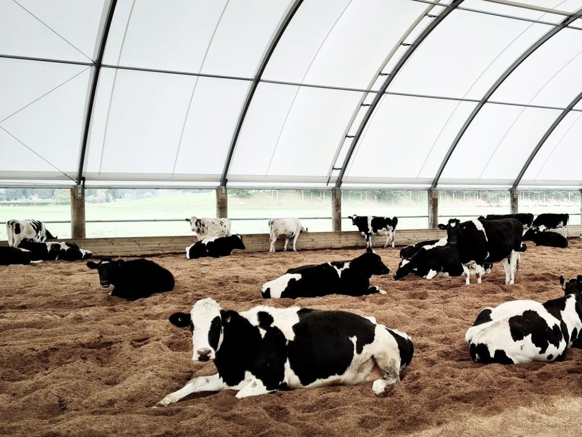 Preventingheatstressindairycattle ezgif.com avif to jpg converter