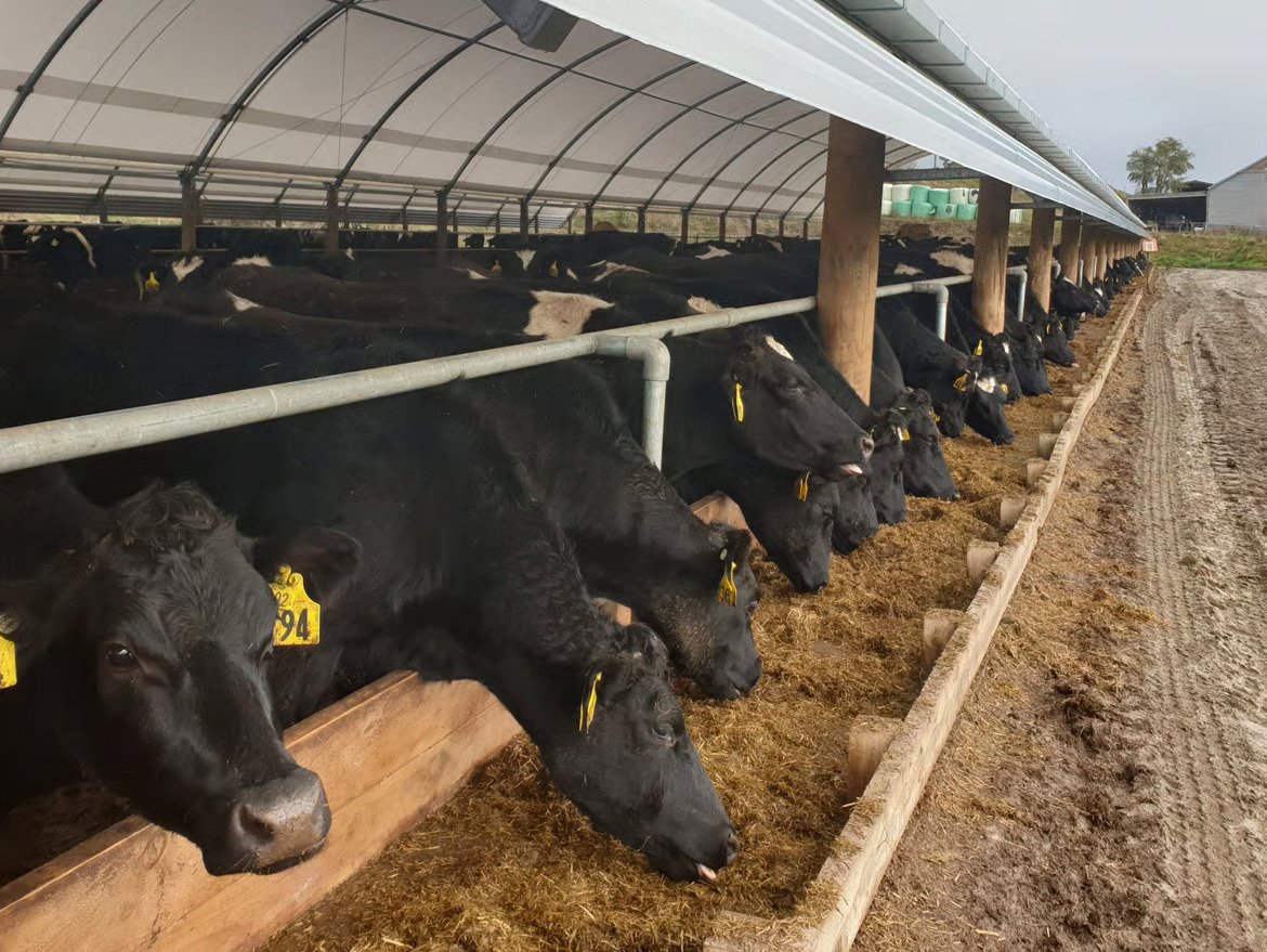 What are the signs of a healthy dairy cow