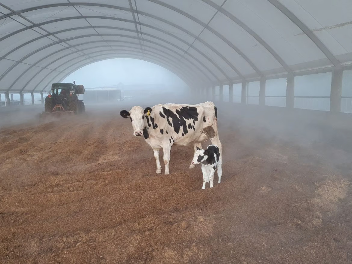 Winter grazing for cattle
