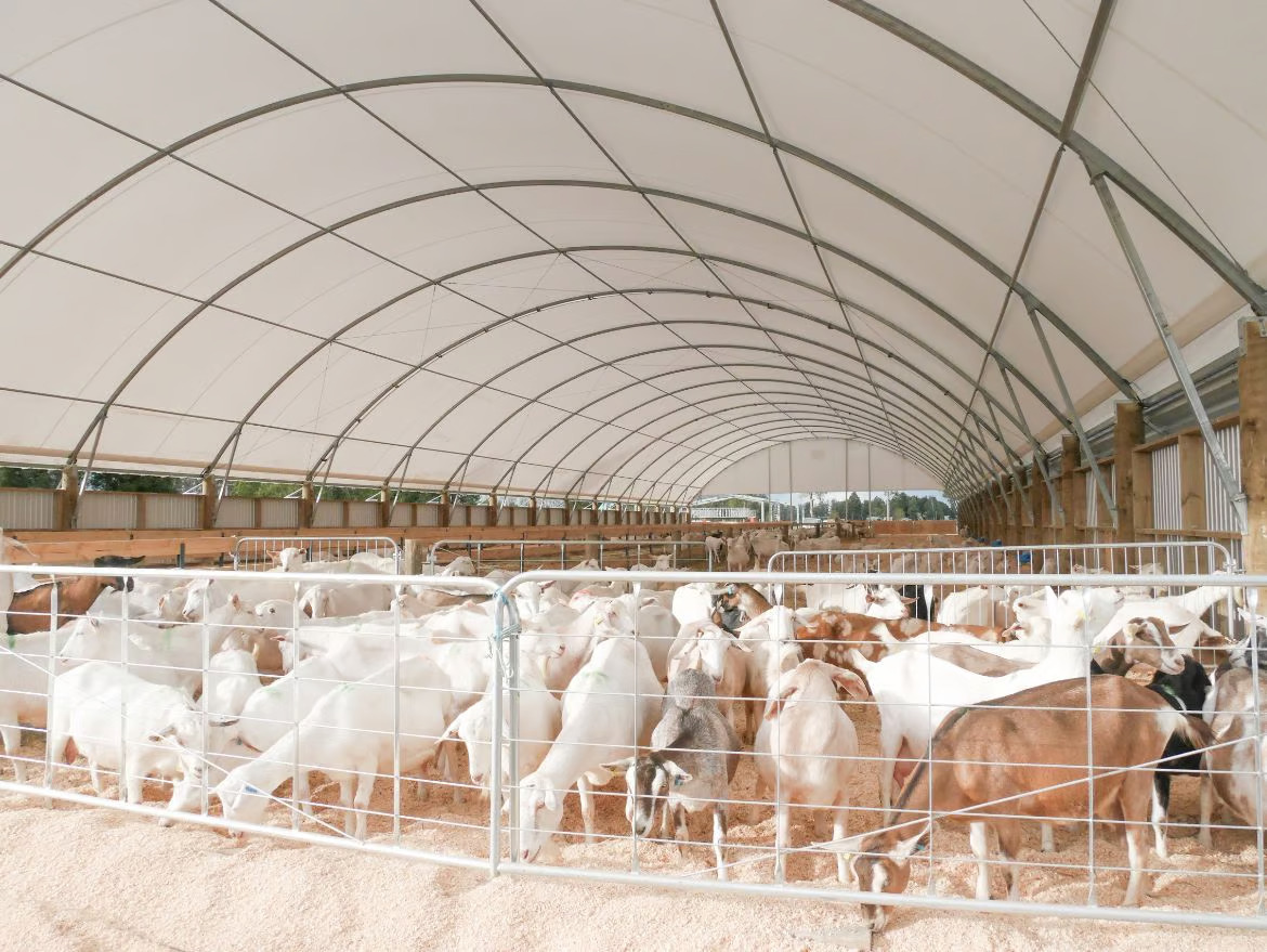 Winter grazing for goats