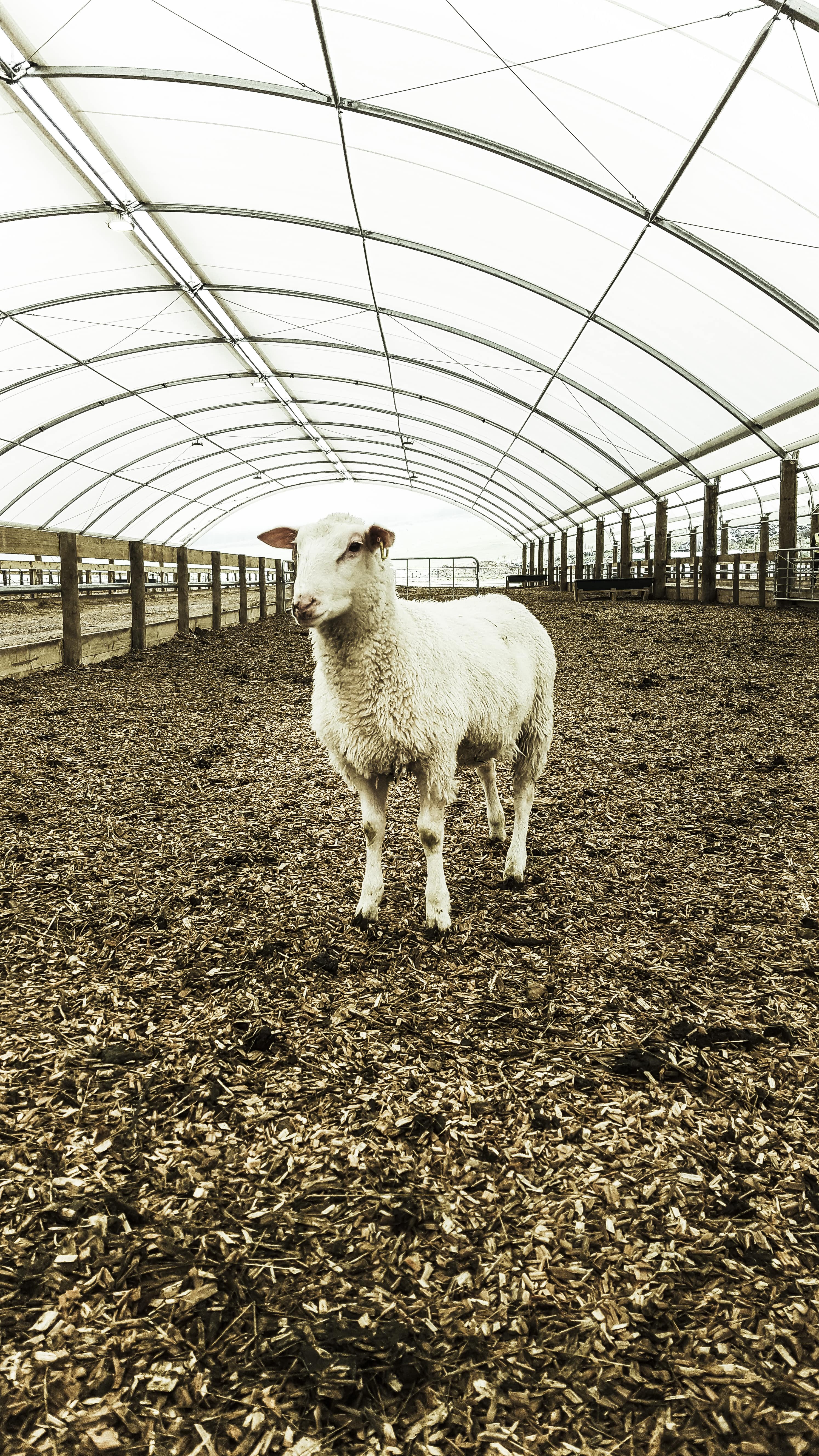 dairy sheep 6 adjusted min