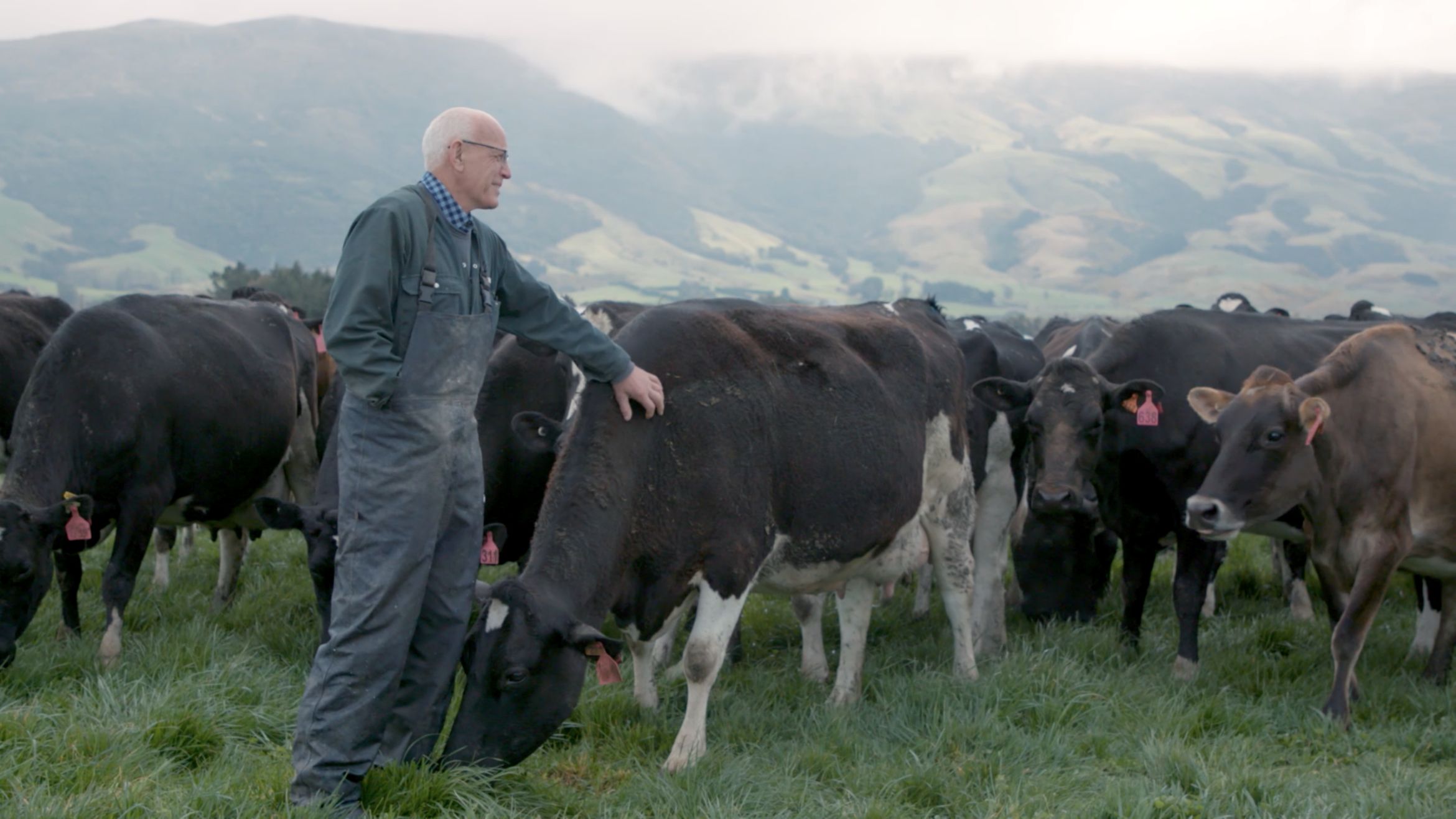 gerald holmes patting cow in paddock