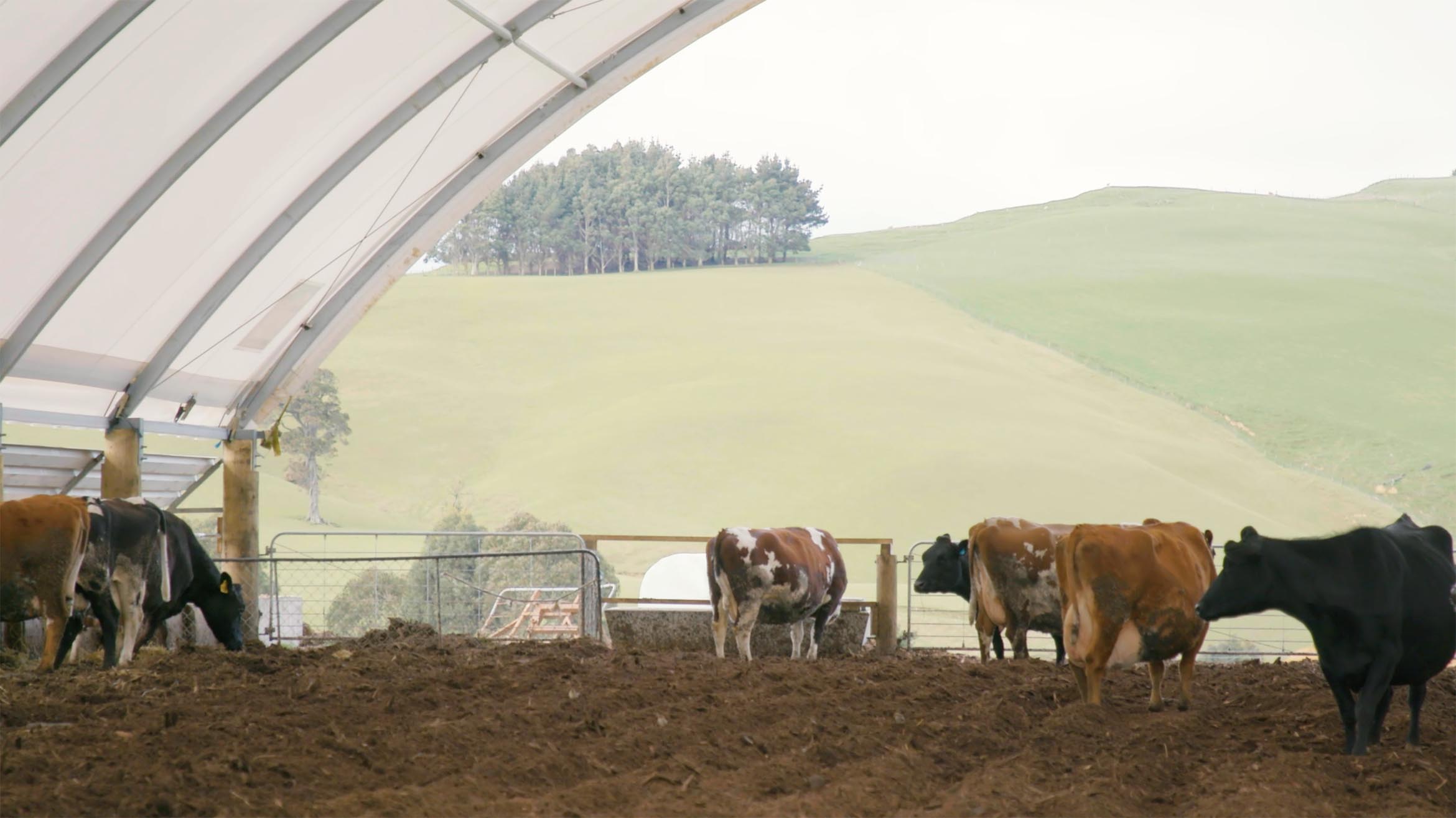 jenssen family farm wintering barn testimonial 3