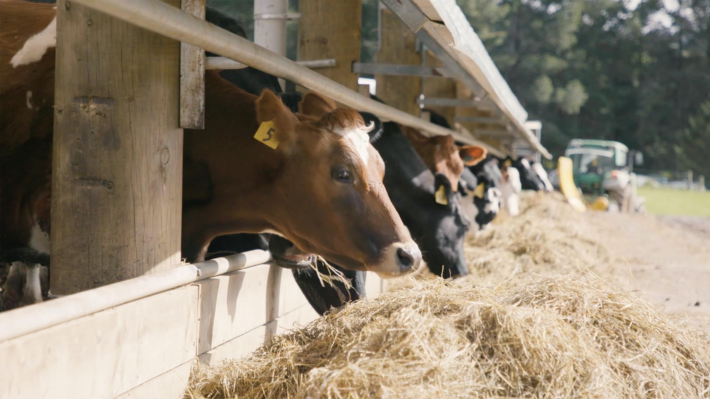 jenssen family farm wintering barn testimonial 5