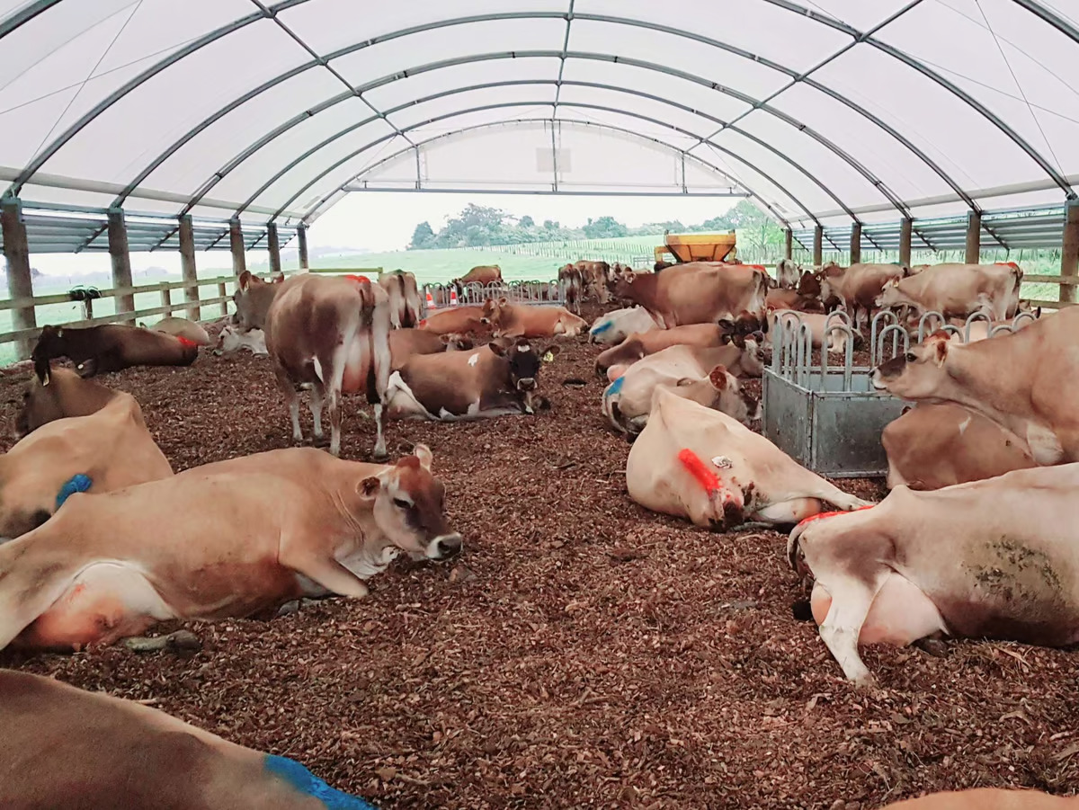 protecting livestock