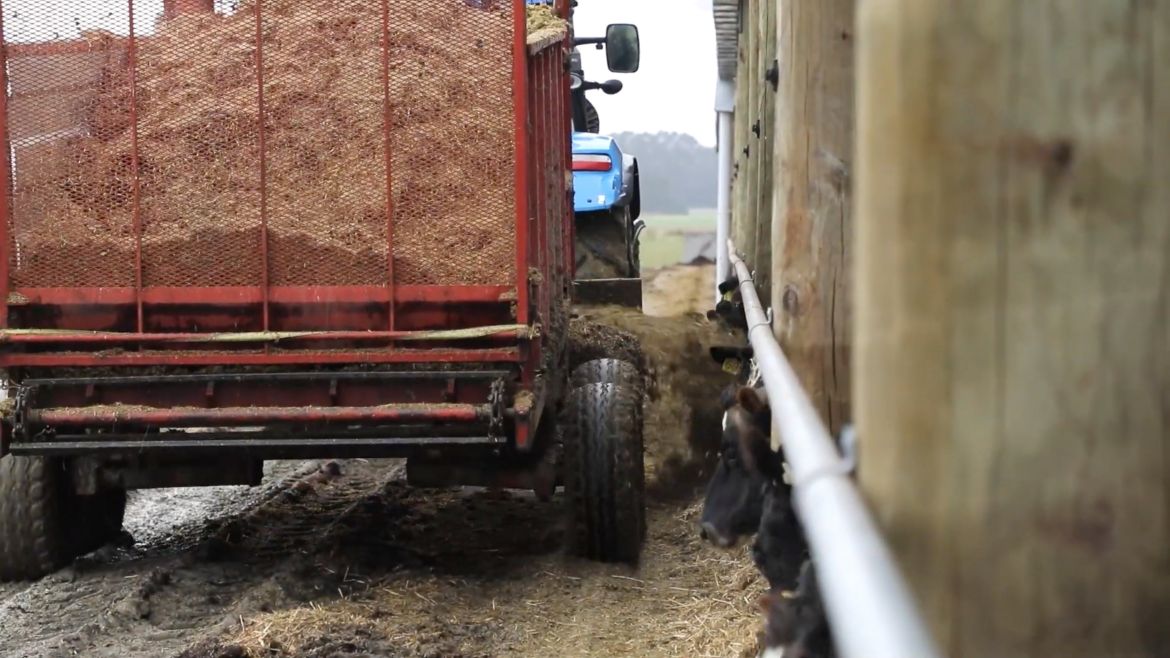readale farm composting barn video testimonial behind view of tractor delivering feed to cows