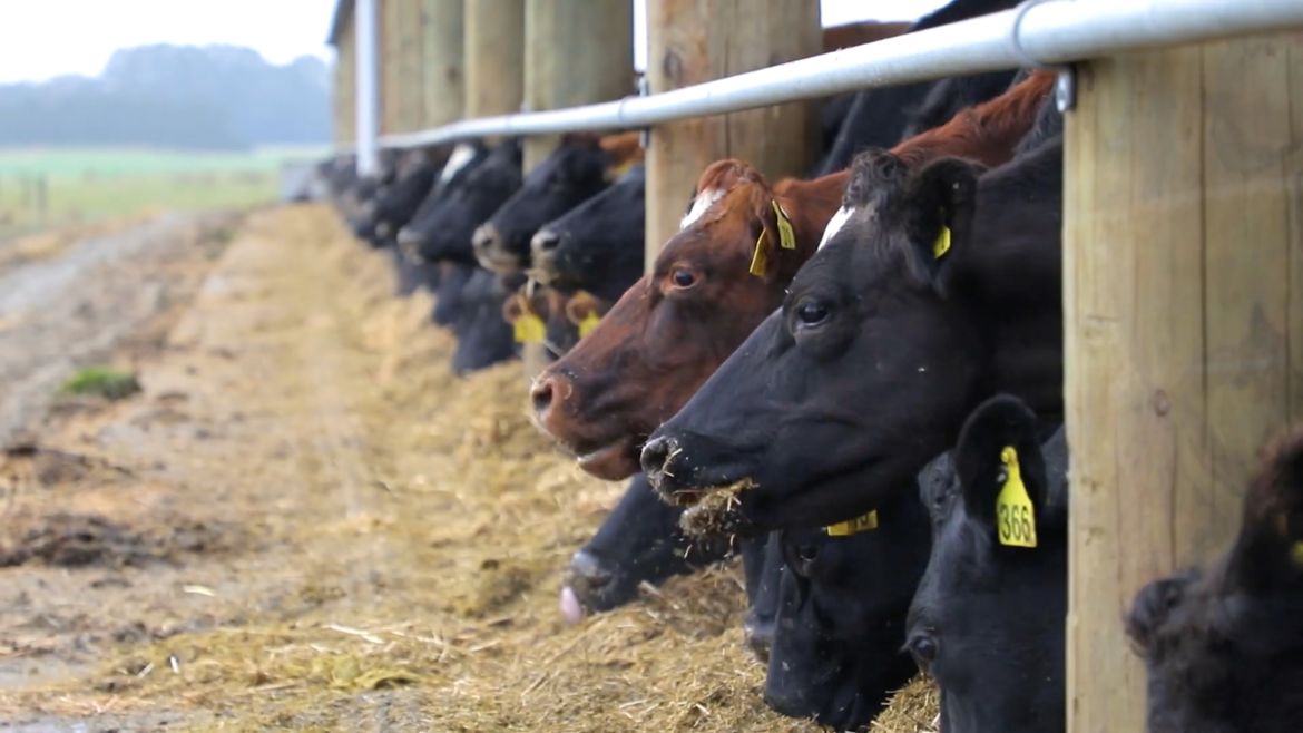 readale farm composting barn video testimonial cows heads in row as feeding
