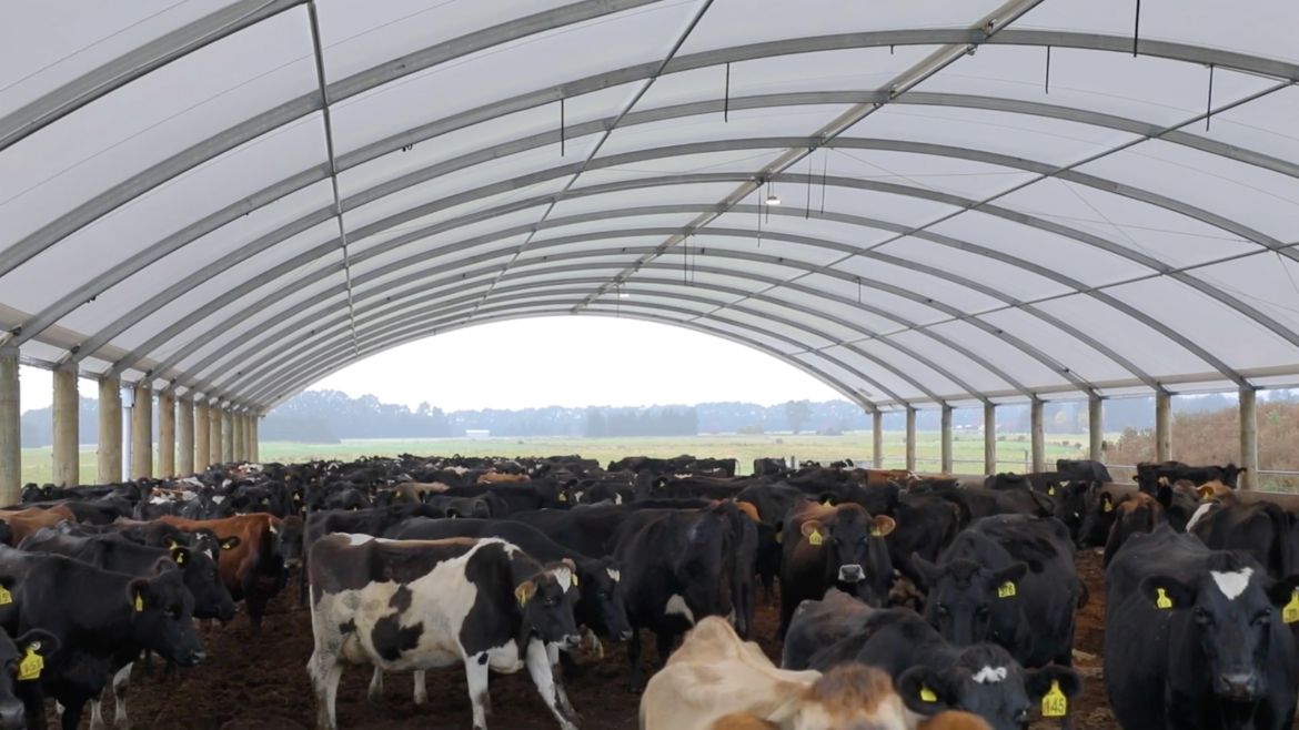 readale farm composting barn video testimonial cows in smartshelter