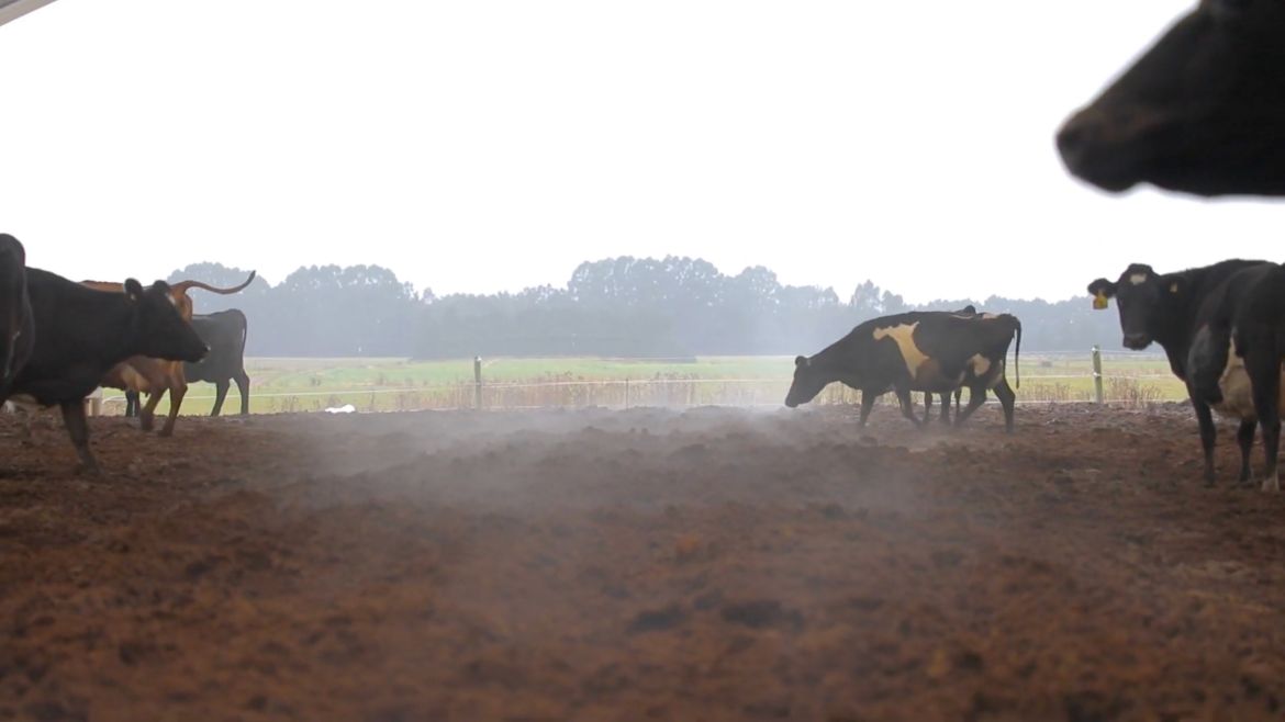 readale farm composting barn video testimonial cows moving from ground view