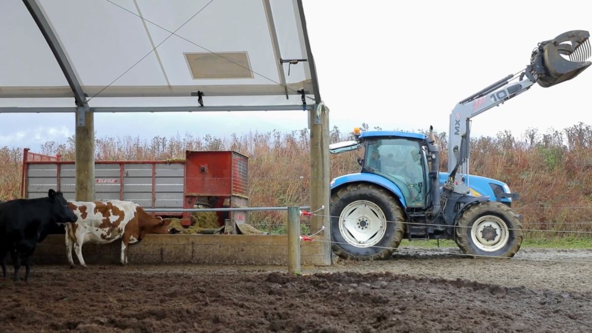 readale farm composting barn video testimonial side on view of tractor feeding cows