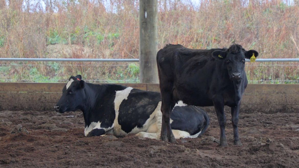 readale farm composting barn video testimonial two cows