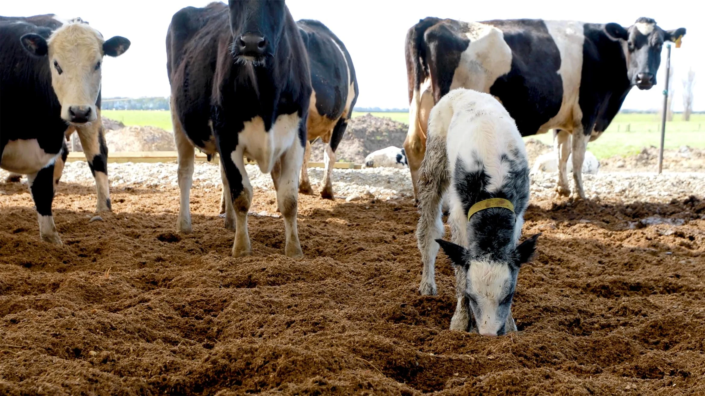 scott and jans southland farm composting barn testimonial 19
